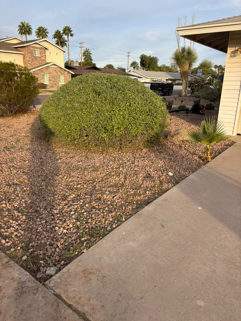 Sculpted desert shrubs in a maintained front yard